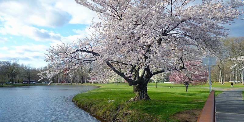 Spring Season, USA