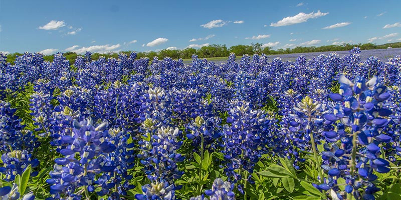 Texas Hill Country, Central Texas, United States