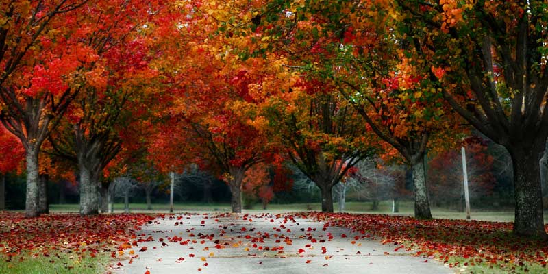 Fall Season, from September to November - 2020