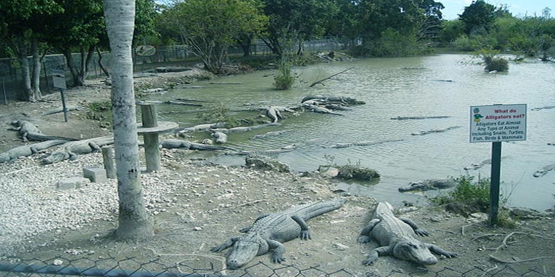Everglades Alligator Farm, Miami